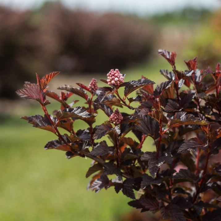 Physocarpus opulifolius - First Editions® Fireside® Ninebark
