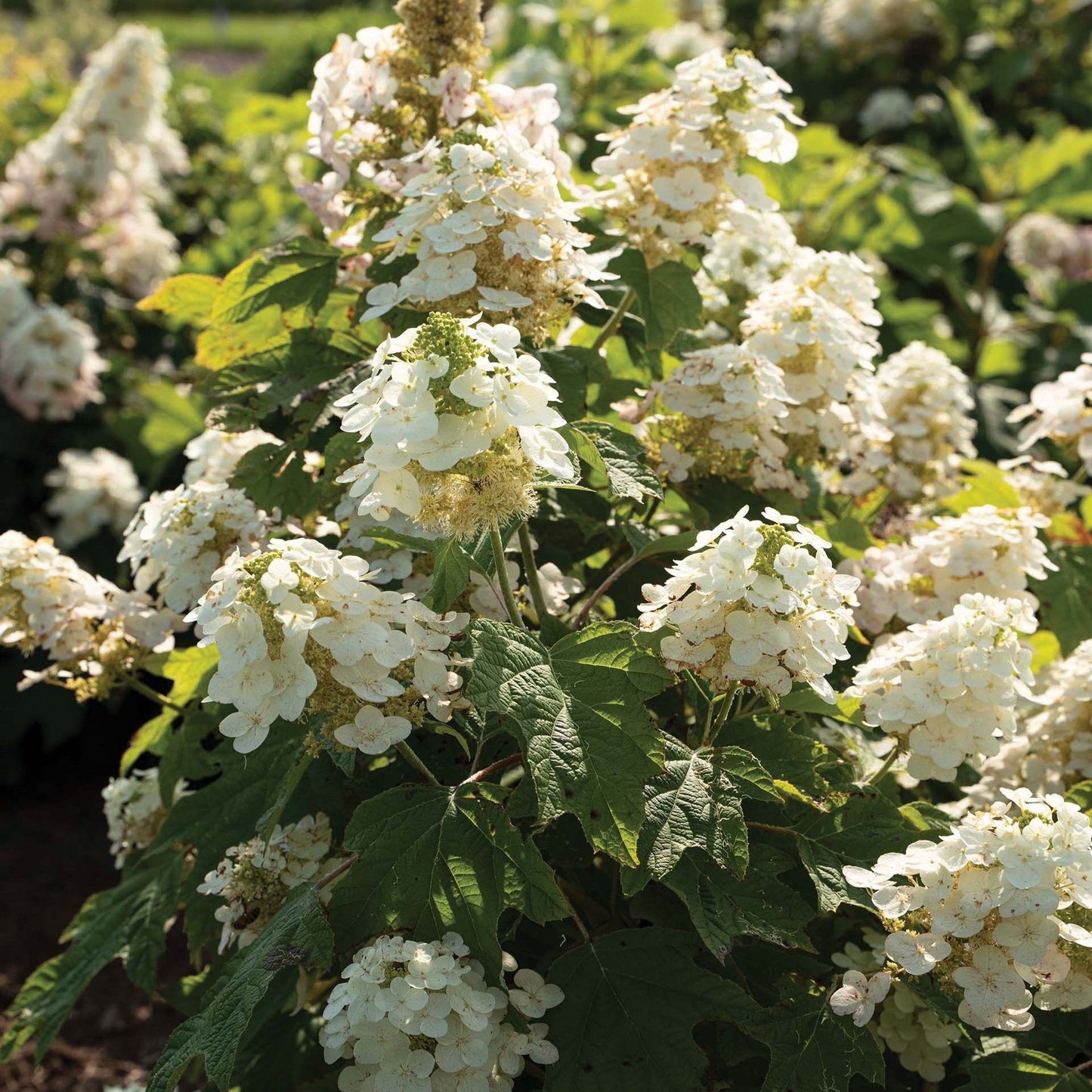 Hydrangea quercifolia - Autumn Reprise™ Hydrangea