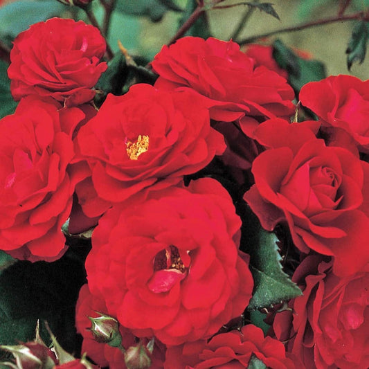 Rosa  - Europeana Rose
