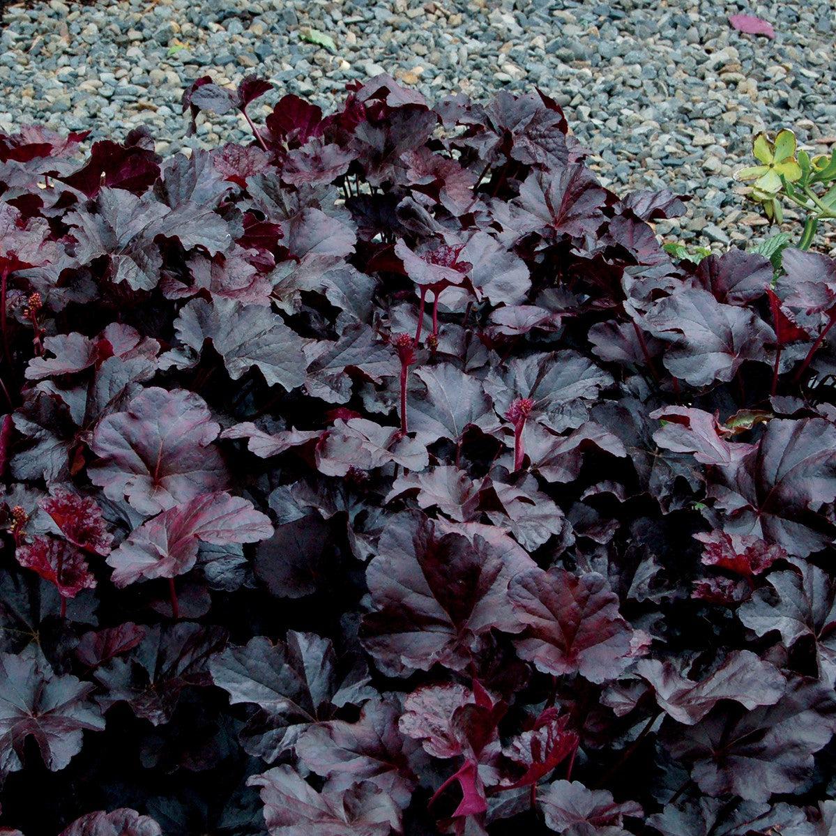 Heuchera - Obsidian Coral Bells