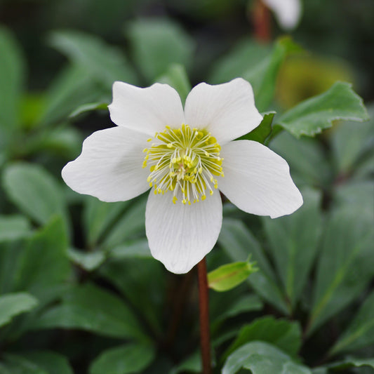 Helleborus niger - HGC® Jacob Christmas Rose