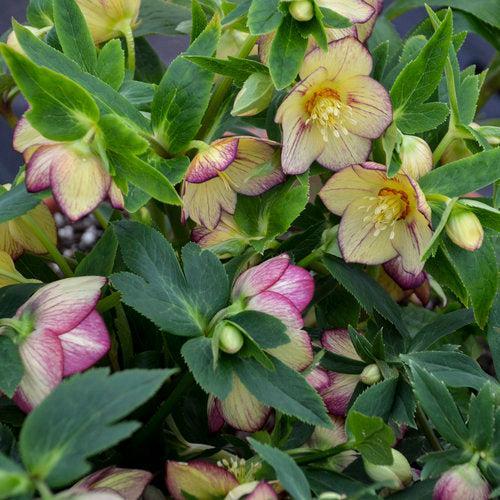 Helleborus - Honeymoon® Tropical Sunset Lenten Rose