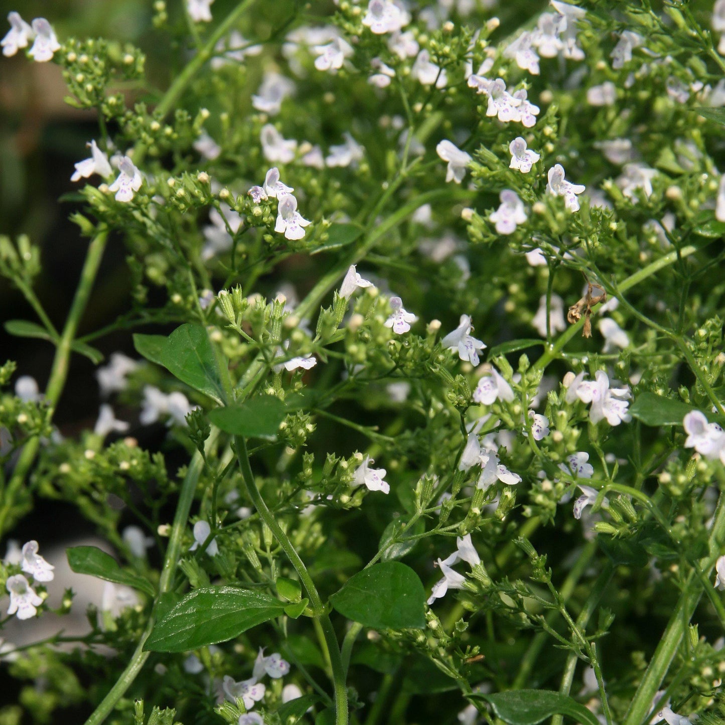 Calamintha nepeta - White Cloud Calamint