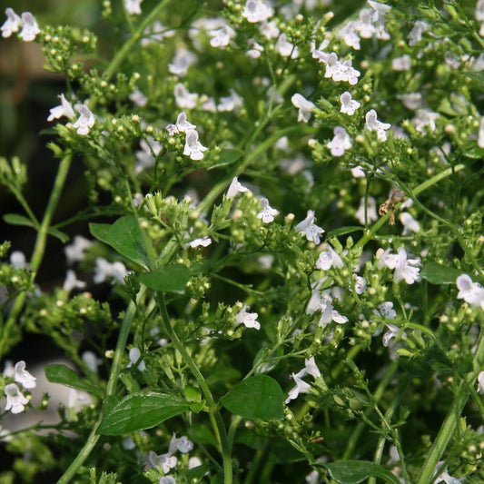 Calamintha nepeta - White Cloud Calamint