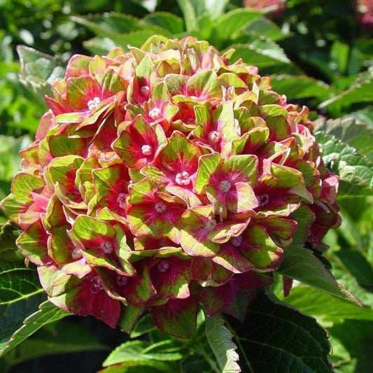 Hydrangea macrophylla - Next Generation® Pistachio Hydrangea