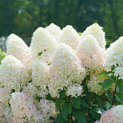 Hydrangea paniculata - Quick Fire Fab® Hydrangea