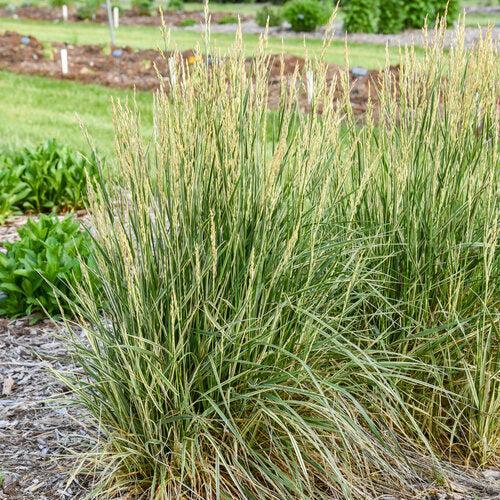 Festuca arundinacea - Perfect Edging Tall Fescue