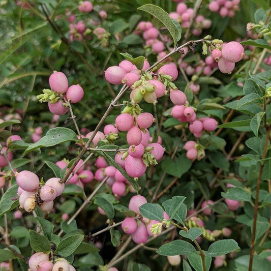 Symphoricarpos x doorenbosii - First Editions® Candy™ Coralberry