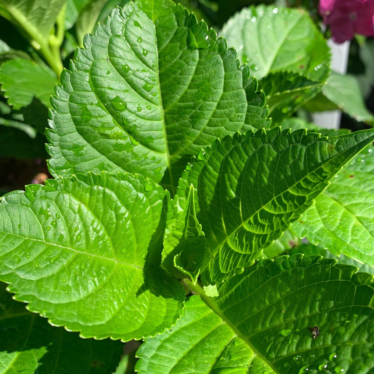 Hydrangea macrophylla - Endless Summer® Summer Crush® Hydrangea