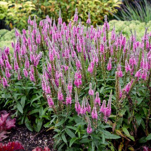 Veronica - PW® Magic Show® Pink Potion Veronica