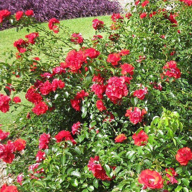Rosa x - Flower Carpet® Scarlet Rose