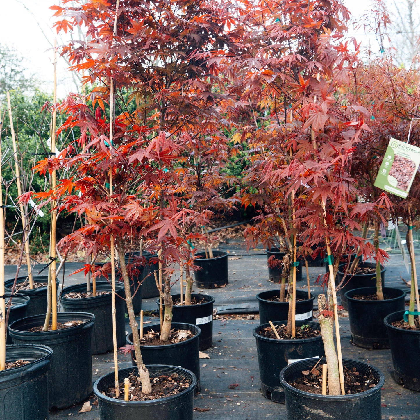 Acer palmatum var. dissectum - Tamukeyama Japanese Maple