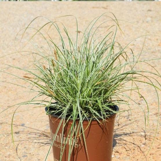 Carex oshimensis - Evercolor® Everest Variegated Sedge