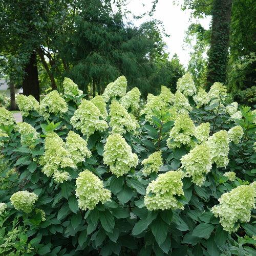 Hydrangea paniculata - Proven Winners® Limelight Prime® Hydrangea