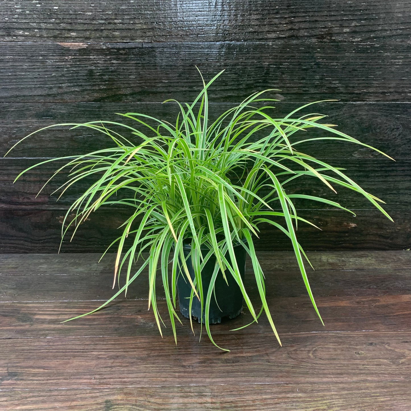 Carex morrowii - Ice Dance Sedge