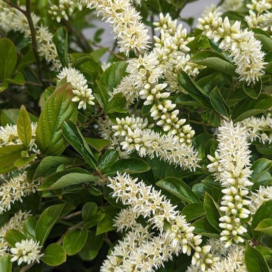 Itea virginica - Fountains of Rouge™ Sweetspire