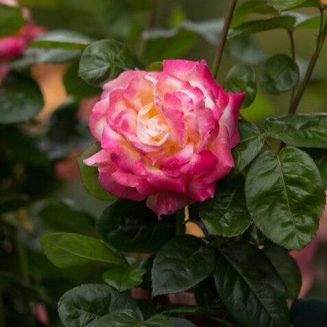 Rosa - First Edition® Love & Peace® Rose