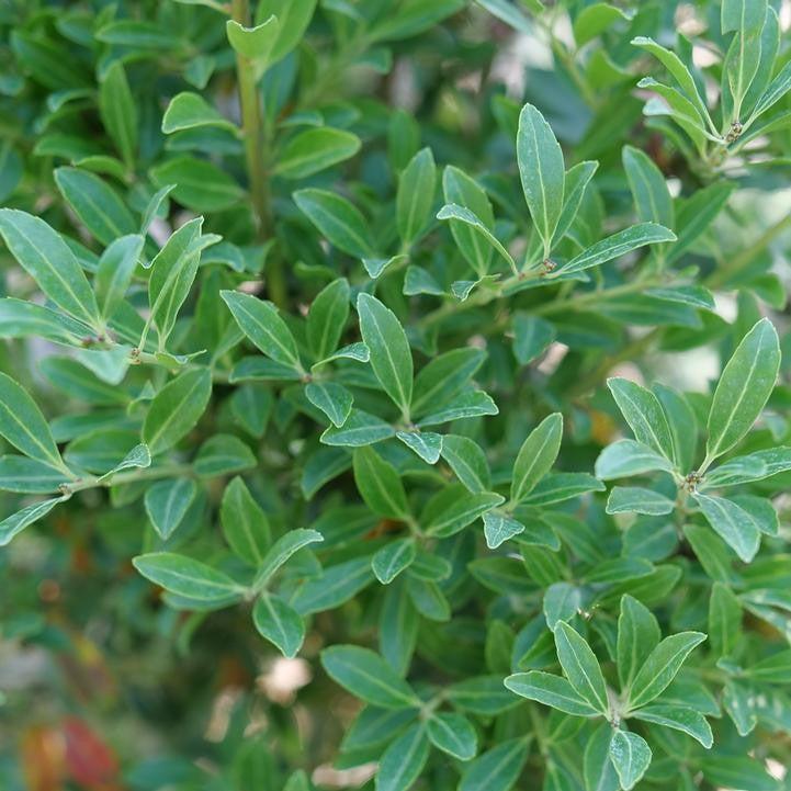 Ilex glabra - Squeeze Box® Inkberry Holly