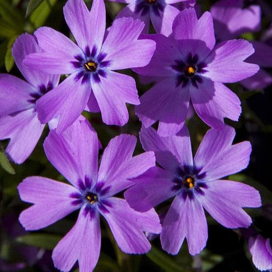 Phlox subulata - Eye Shadow Creeping Phlox