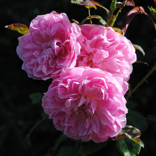 Rosa - Harlow Carr Rose