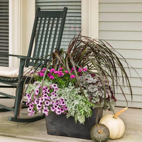 Heuchera - Dolce® Silver Gumdrop Heuchera