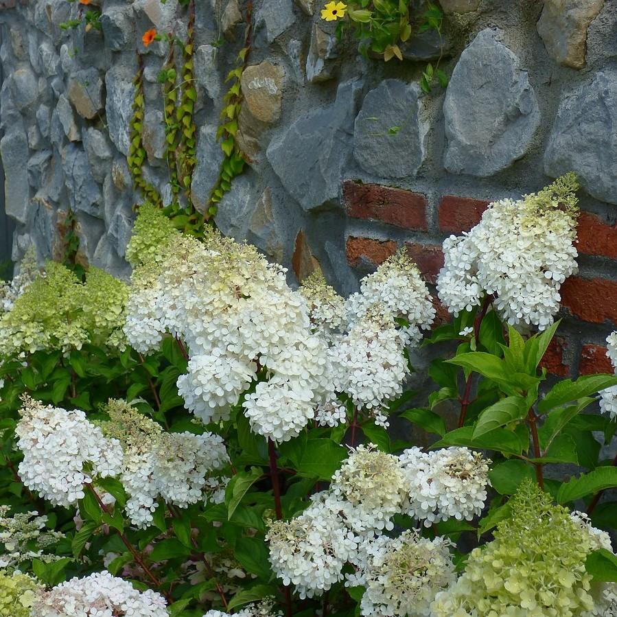 Hydrangea paniculata - First Editions® Little Hottie® Hydrangea