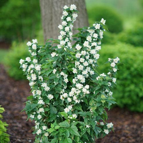 Philadelphus coronarius  - Illuminati Tower® Mockorange