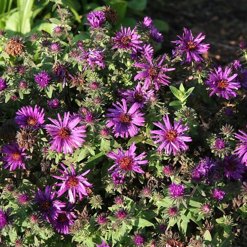 Aster nov-ang. - Purple Dome New England Aster