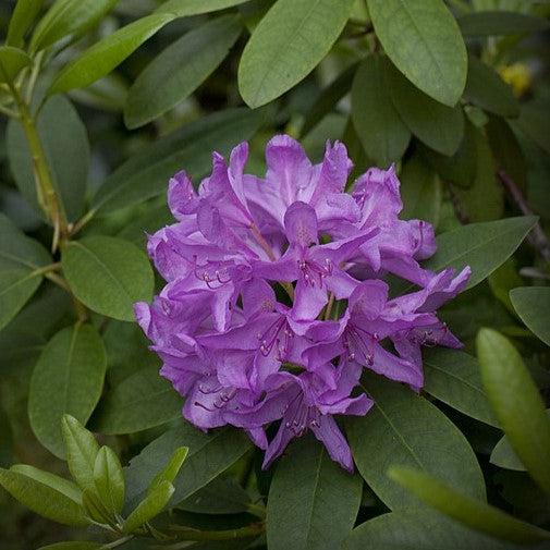 Rhododendron catawbiense  - Boursault Catawba Rhododendron