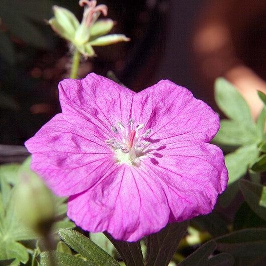 Geranium sanguineum - New Hampshire Purple Geranium