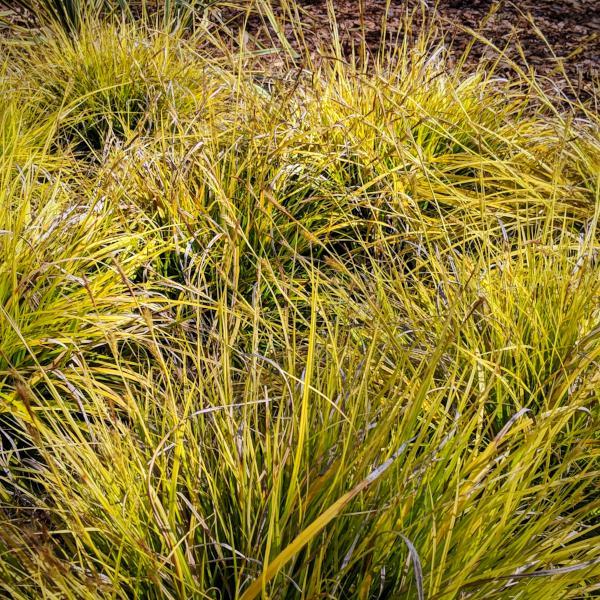 Carex oshimensis - EverColor® Everillo Sedge