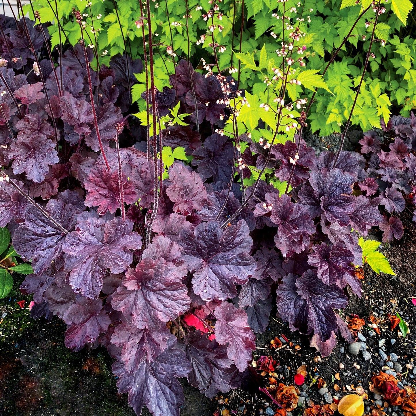 Heuchera - Northern Exposure™ Black Heuchera
