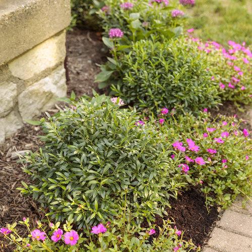 Ilex glabra - Gem Box® Inkberry Holly