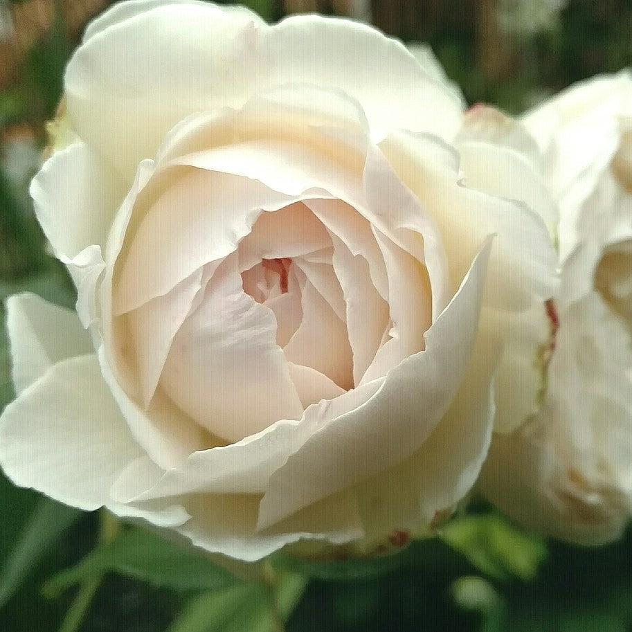 Rosa - Claire Austin Rose