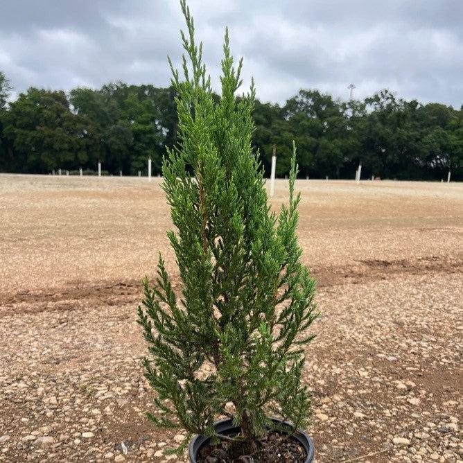 Juniperus chinensis - Blue Point Juniper