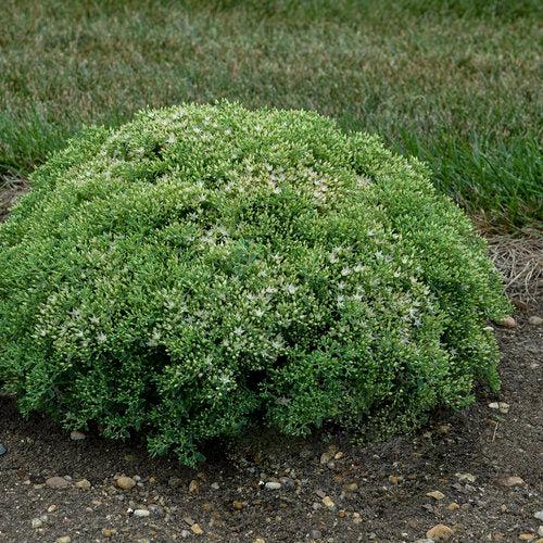Sedum - Rock 'N Round® Bundle of Joy Stonecrop