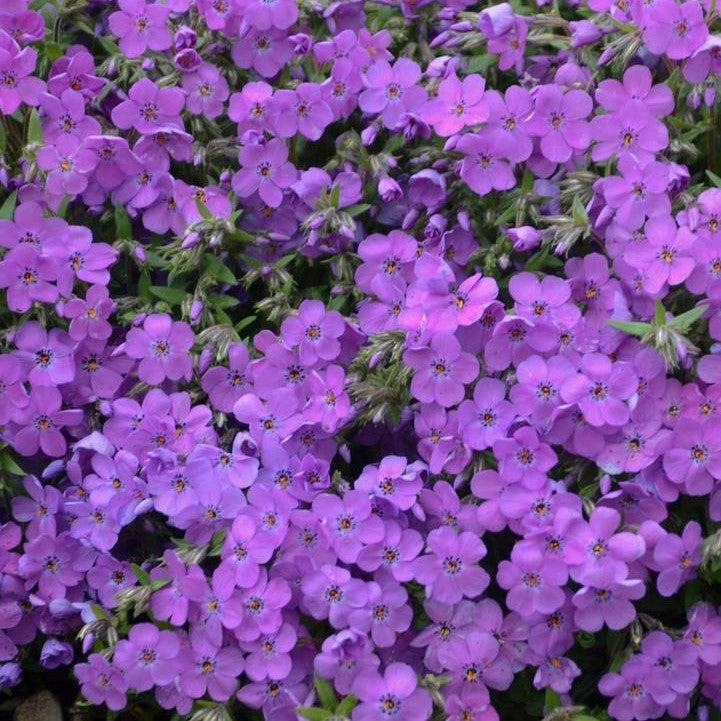 Phlox x - PW® Purple Sprite Phlox