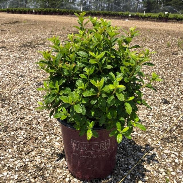 Encore® Autumn Lily™ Azalea
