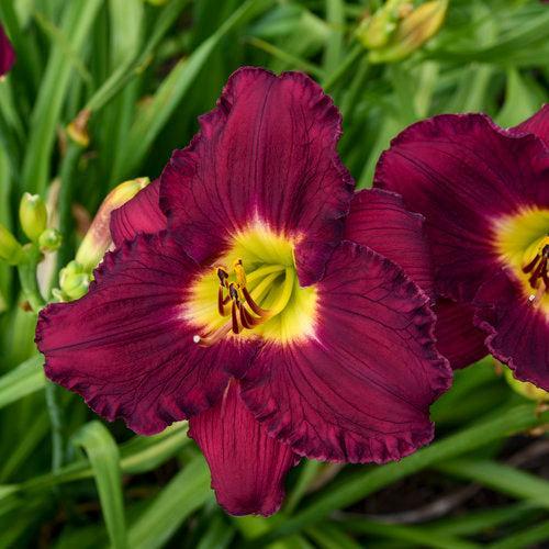 Hemerocallis  - Rainbow Rhythm® Nosferatu Daylily