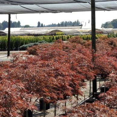 Acer palmatum var. dissectum - Red Dragon Japanese Maple