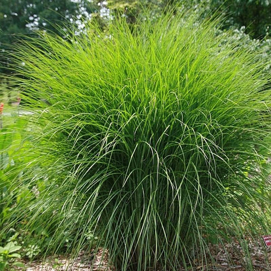 Miscanthus sinensis - Scout™ Maiden Grass