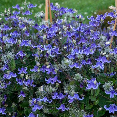 Clematis - Stand By Me