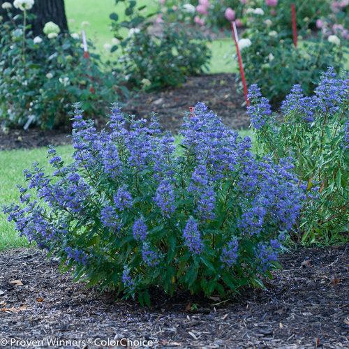 Caryopteris x clandonensis - Beyond Midnight® Bluebeard
