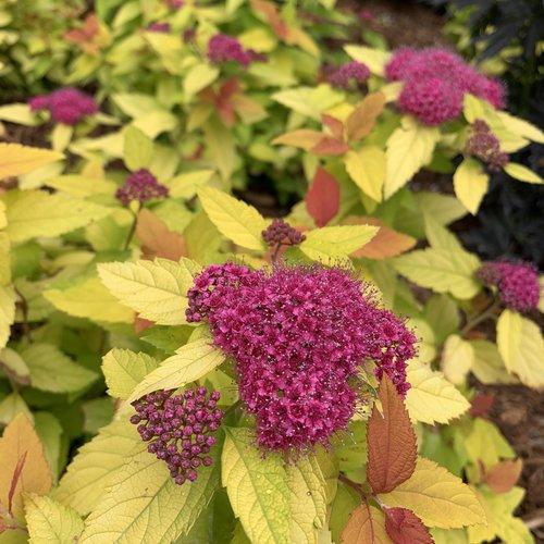 Spiraea japonica - Double Play® Candy Corn® Spirea