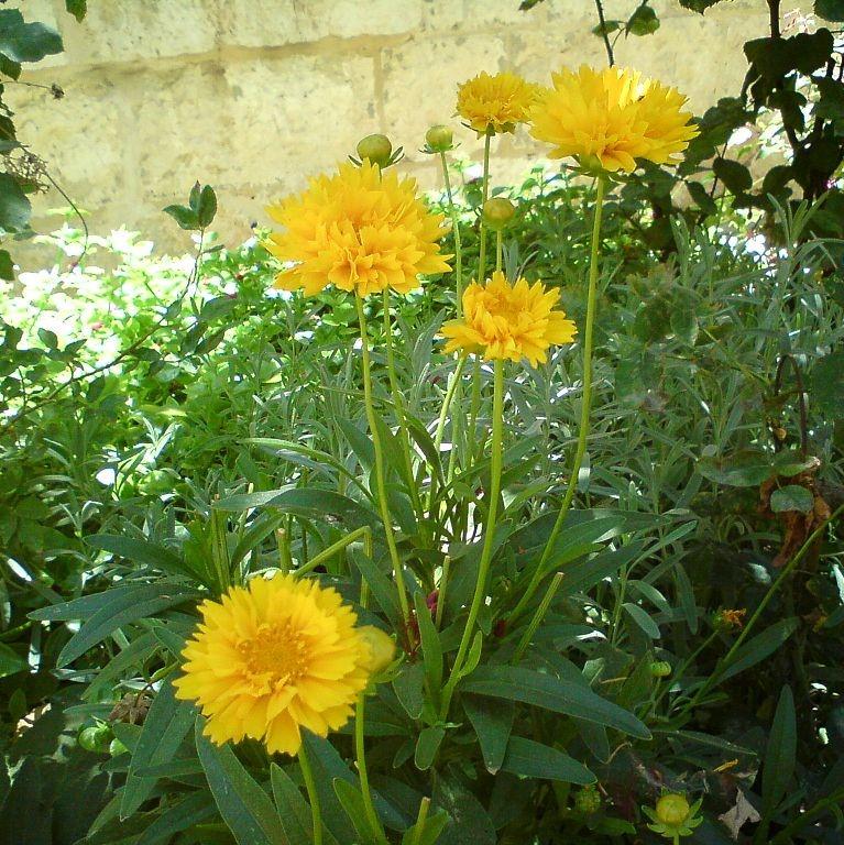 Coreopsis grandiflora - Early Sunrise Giant Tickseed