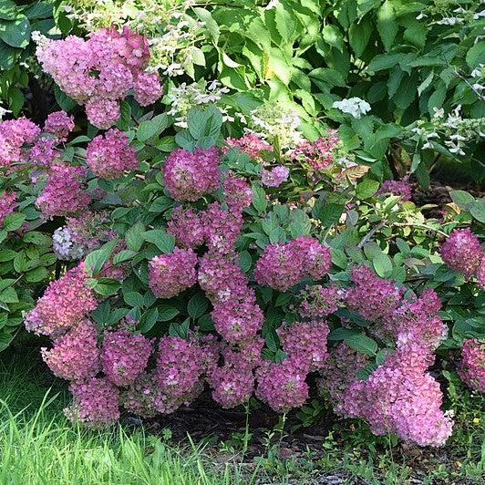Hydrangea paniculata - First Editions® Strawberry Sundae® Hydrangea