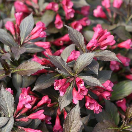 Weigela florida - Spilled Wine® Weigela