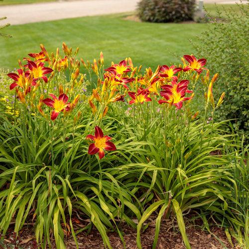 Hemerocallis - Rainbow Rhythm® Ruby Spider Daylily