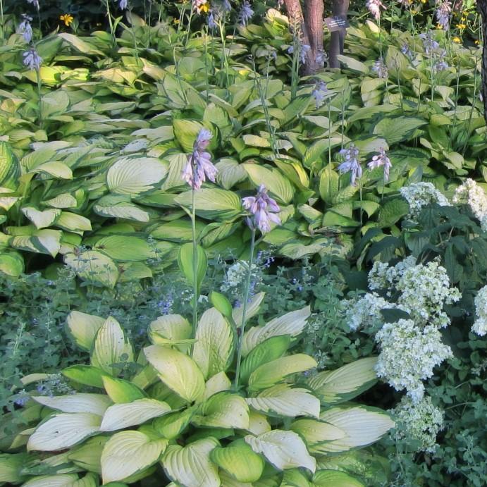 Hosta x - Gold Standard Hosta