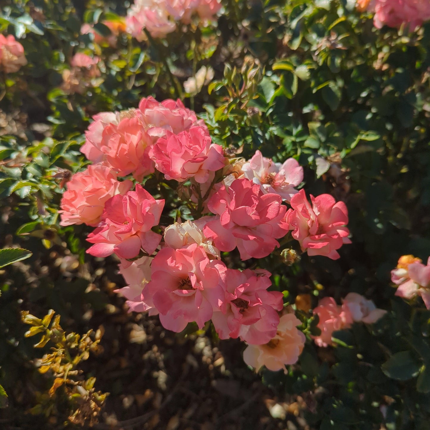 Rosa - Peach Drift® Rose